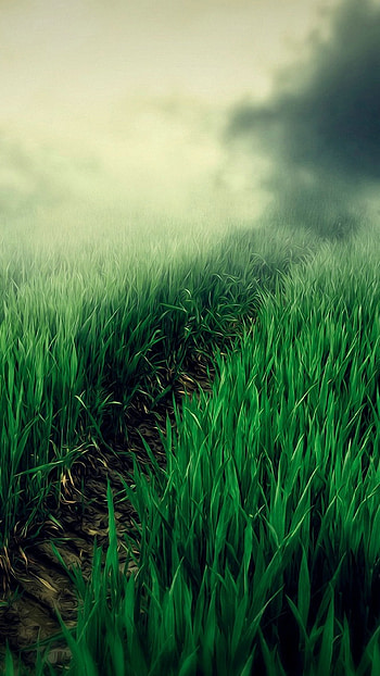 Grass , Green nature, Vibrant landscapes, Natural textures HD phone wallpaper