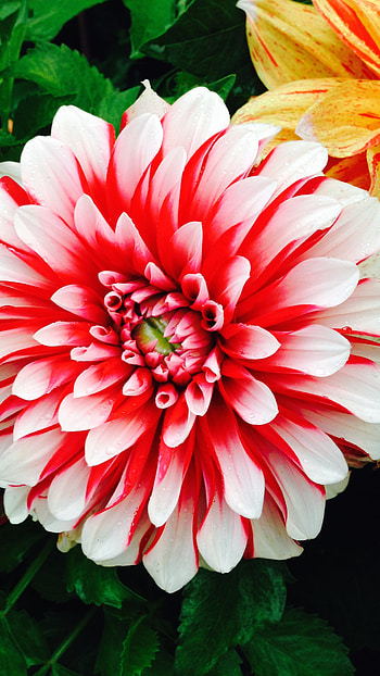 Beautiful Flowers, Mogal Flower HD phone wallpaper