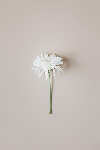 A simple, elegant white chrysanthemum isolated on a pastel background, embodying minimalist beauty. HD phone wallpaper