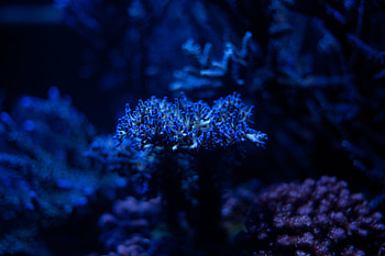 Plant, Macro, Depth, Algae, Seaweed, Underwater, Submarine HD wallpaper