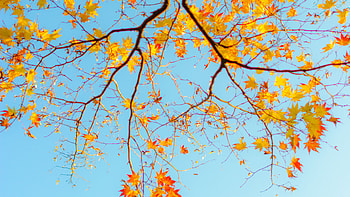 Yellow Autumn Maple Leaves Tree Branches In Blue Sky Background Nature HD wallpaper