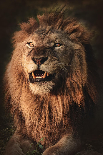 Animals, Aggression, Grin, Lion, Predator, Animal HD phone wallpaper