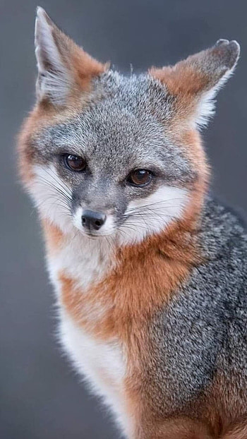 Fox, Brown Grey HD phone wallpaper