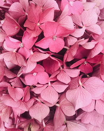 A stunning close-up of vibrant pink hydrangea flowers in full bloom, offering a beautiful and colorful floral perspective. HD phone wallpaper