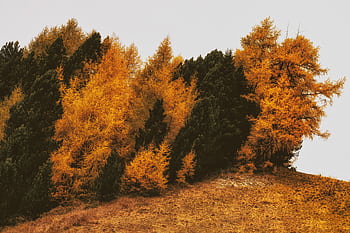 A scenic view of golden autumn trees on a hillside, capturing the beauty of fall. HD wallpaper