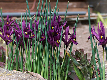 Flowers, Violet, Greens, Irises HD wallpaper