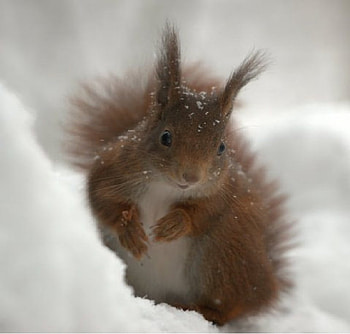 Squirrel, s HD wallpaper