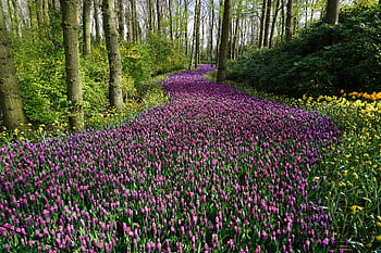 A vibrant pathway through blooming spring flowers in a serene woodland. HD wallpaper
