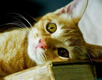 Cute Cat, animal, cute, cat, book HD wallpaper