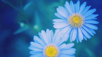 Plants, Flowers HD wallpaper