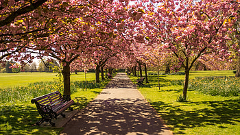 Hyde Park, Parks HD wallpaper