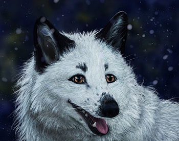 Art, Fox, Animal, Protruding Tongue, Tongue Stuck Out HD wallpaper