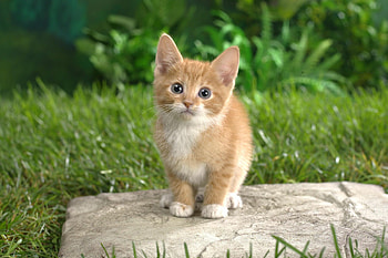 Cute kitten , Pawsitively adorable, Irresistible cuteness, Kittens galore HD wallpaper