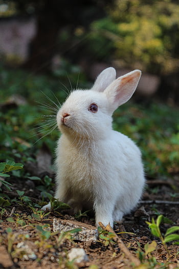 Charming white rabbit sitting on grass with plants in a serene outdoor environment. HD phone wallpaper