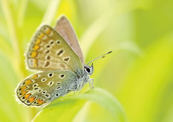 Macro shot of a colorful butterfly perched on a green leaf with blurred background. HD wallpaper