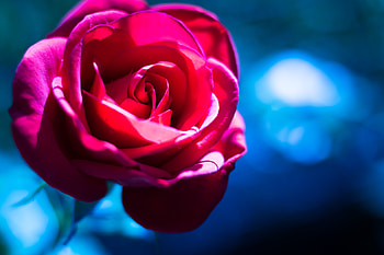 Pink, Flower, Macro, Rose Flower, Rose HD wallpaper
