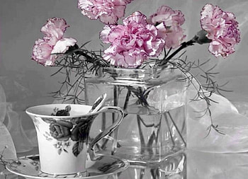 still life, pink, graphy, cool, flowers, beauty HD wallpaper
