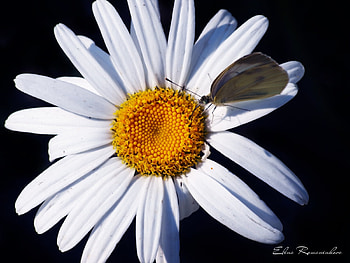 Plants, Butterflies, Flowers, Insects, Camomile HD wallpaper