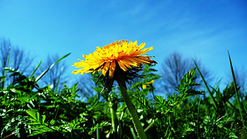 Plants, Flowers, Dandelions HD wallpaper