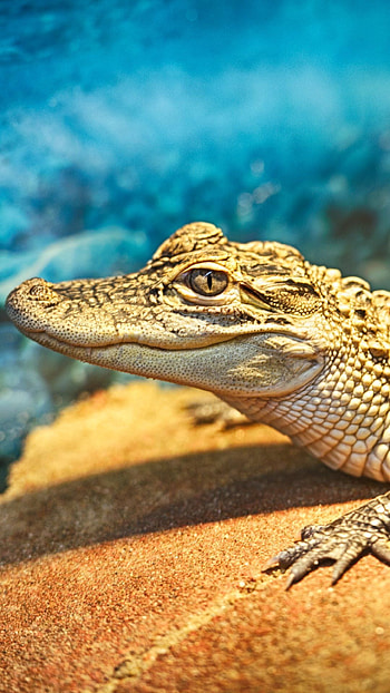Crocodile, Reptile species, Aquatic predator, Powerful jaws HD phone wallpaper