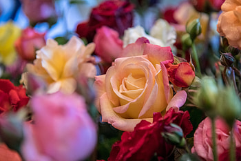 Colorful roses with buds, Flowers, Roses, Buds, Bouquet HD wallpaper