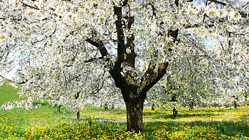 Spring, Blossom, Field, Flower, Tree, White Flower, Yellow Flower HD wallpaper