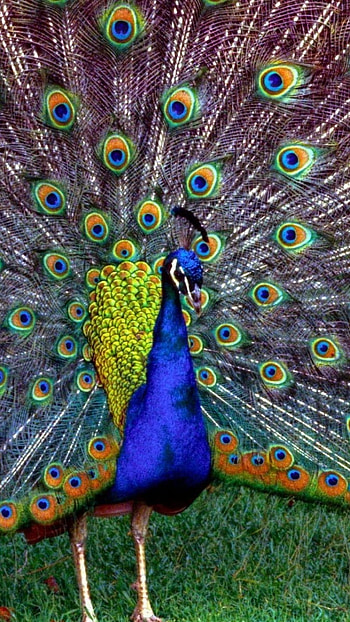Peacock Feather, Beautiful, Peacock Bird, peacock, bird HD phone wallpaper