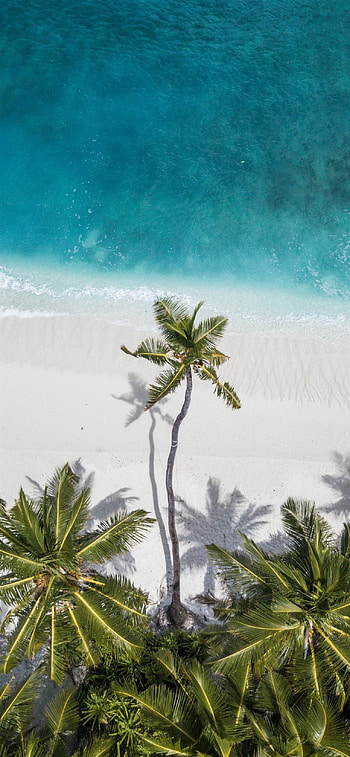 Aerial view, Palm Trees HD phone wallpaper