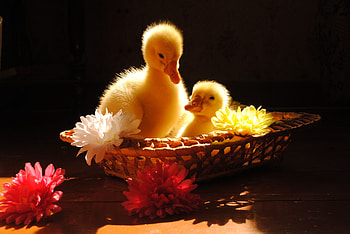 Animals, Flowers, Shadow, Basket, Ducklings HD wallpaper