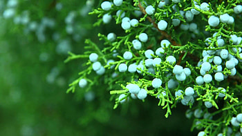 Beautiful Nature Screensavers, , Stock Dowload - YouTube HD wallpaper
