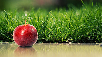 Plants, Grass, Apples HD wallpaper