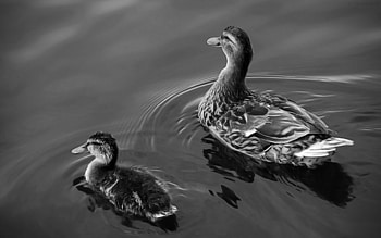 ducks, cute, guidance, water HD wallpaper