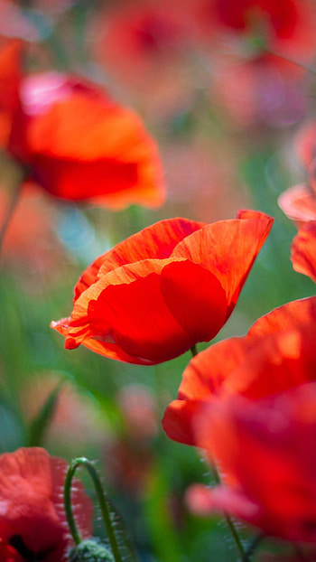 Poppy flower, U, Exquisite beauty, Astonishing colors HD phone wallpaper