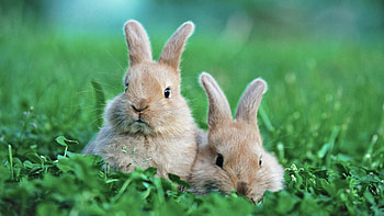 Siblings, Hares HD wallpaper