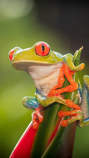 Red eye tree frog, Vibrant colours, Striking pattern, Nature's masterpiece HD phone wallpaper