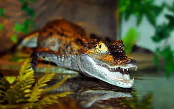 Animals, Water, Predator, Crocodile HD wallpaper