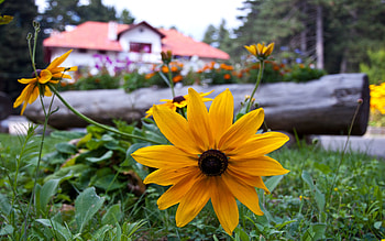 Garden Flowers, log, garden, beautiful, nature, flowers HD wallpaper
