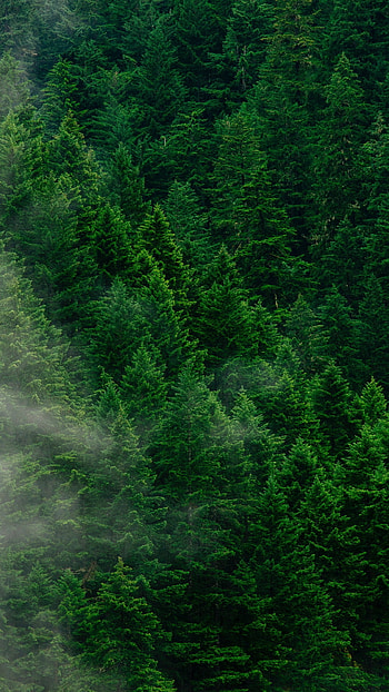 Cedar Tree, Tree , Forest beauty, Serene scenes HD phone wallpaper