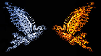 Bird Fire And Water, bird, fire, artist HD wallpaper