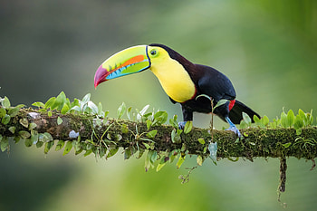 Artistic , Bird perched on branch, Nature's masterpiece, Stunning HD wallpaper