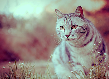 Animals, Grass, Sit, Cat, Striped HD wallpaper