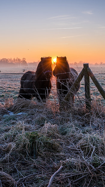 sunrise, Animal, horse HD phone wallpaper