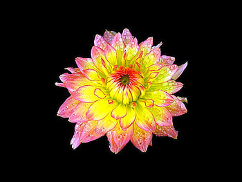 Beautiful Flower, beautiful, , flower HD wallpaper
