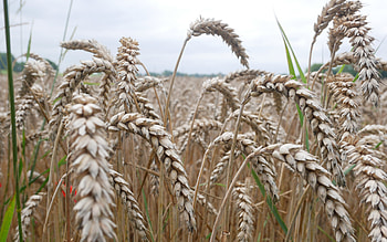 Wheat, grain, food, field HD wallpaper