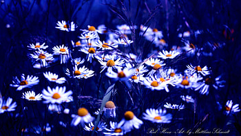 Flowers, Camomile, Dark, Shine, Light HD wallpaper