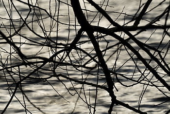 Nature, Waves, Ripples, Ripple, Branches, Bw, Chb HD wallpaper