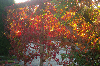 Fall Colors, color, fall, nature, sun, tree HD wallpaper