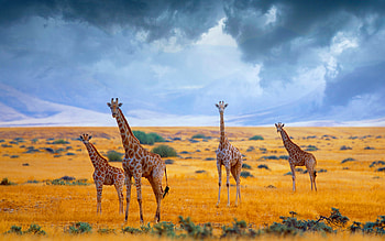 Africa, Animal, Giraffe, Cloud, Savannah HD wallpaper