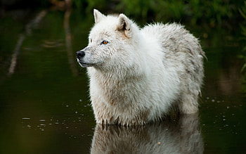 Animals, Water, Predator, Wolf HD wallpaper