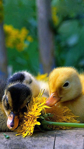 Unique duck , Eye-catching design, Distinctive visuals, Standout background HD phone wallpaper
